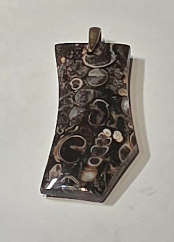Turritella Agate